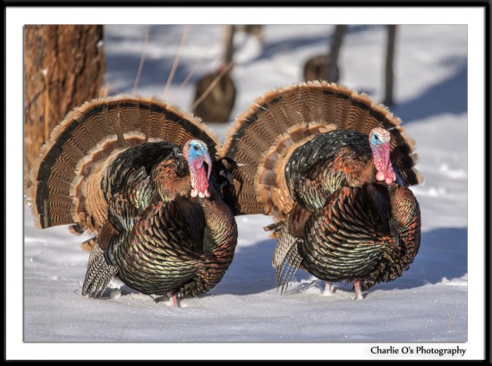 Turkeys